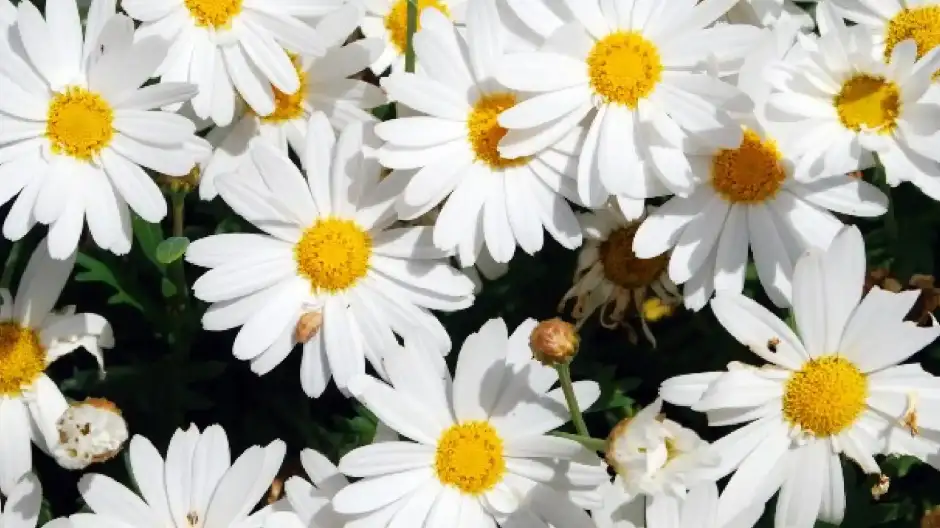 Ninfoplastia con remodelado y simetrización