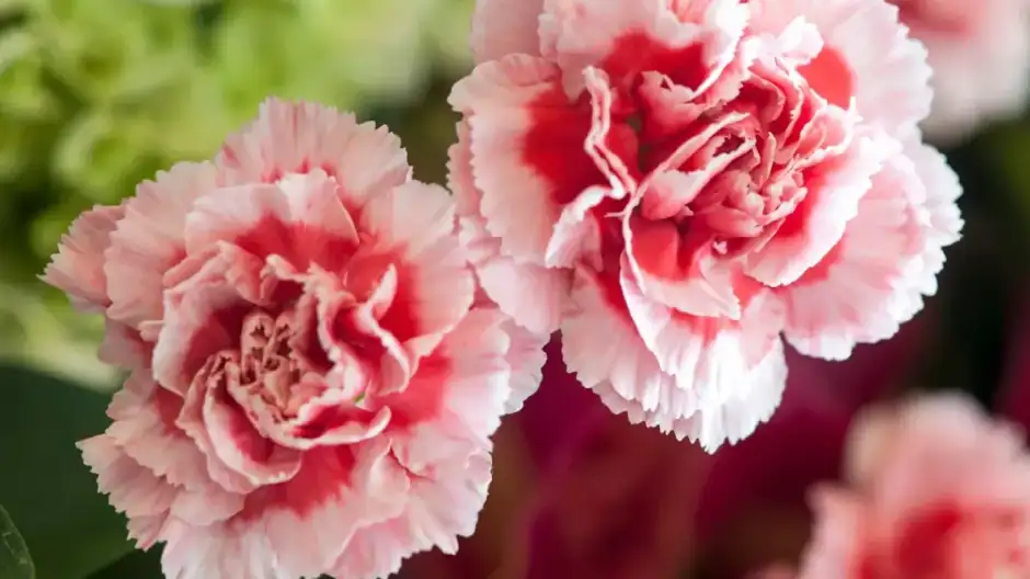 Ninfoplastia por técnica en cuña