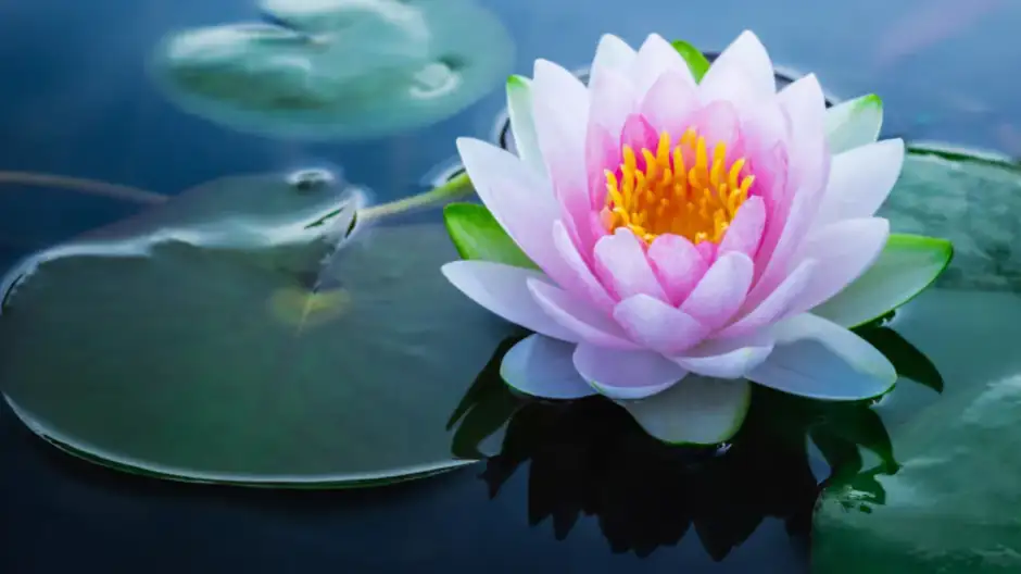 Vaginoplastia de estrechamiento