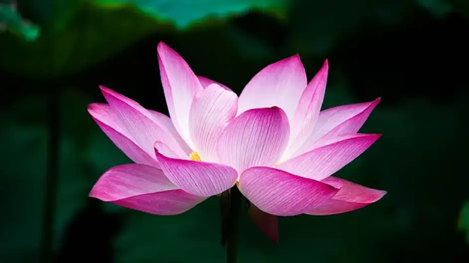 Vaginoplastia reconstructiva